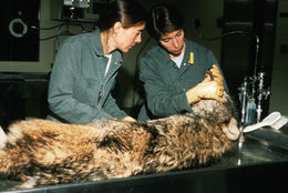 Image of gray wolf
