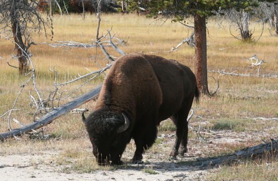 Image of American Bison