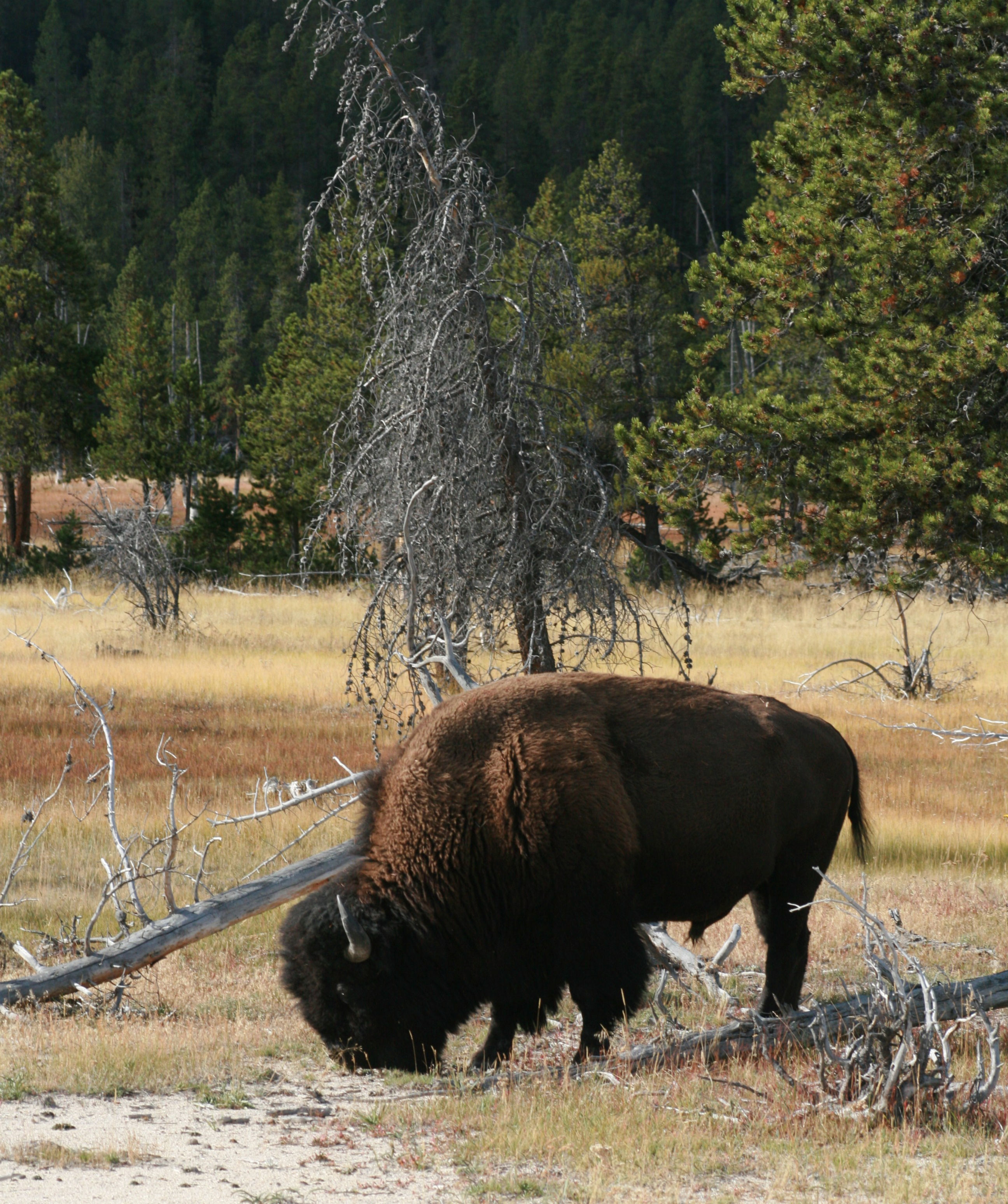 Image of American Bison