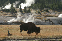 Image of American Bison