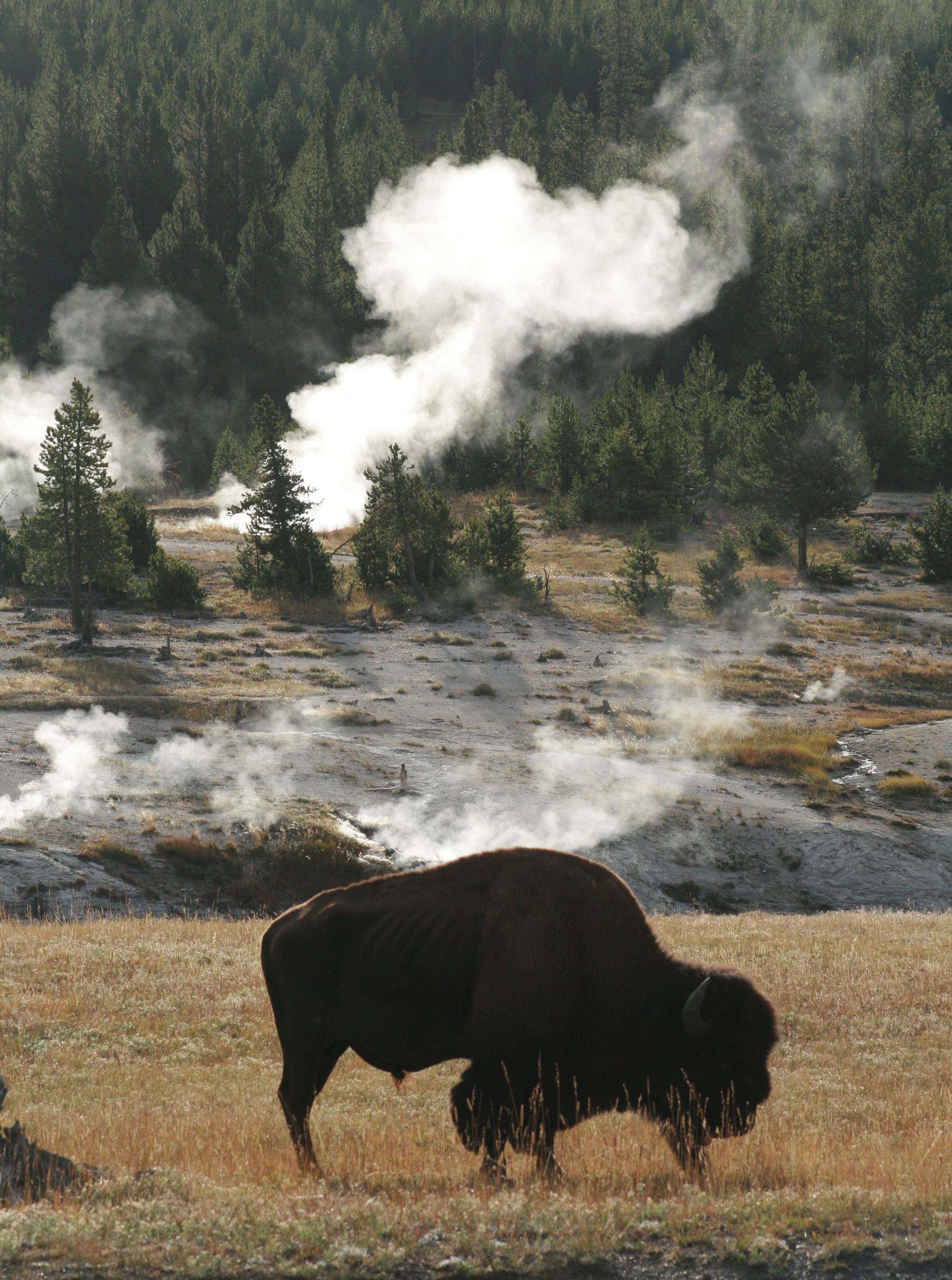 Image of American Bison