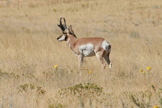 Image of pronghorn