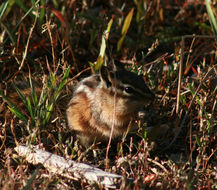 Image of Siberian Chipmunk