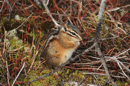 Image of Siberian Chipmunk