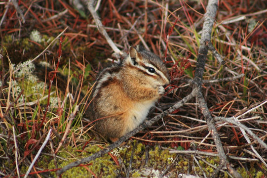 Image of Siberian Chipmunk