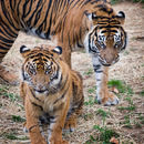 Слика од Суматрански тигар