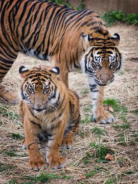 Imagem de Tigre-de-sumatra