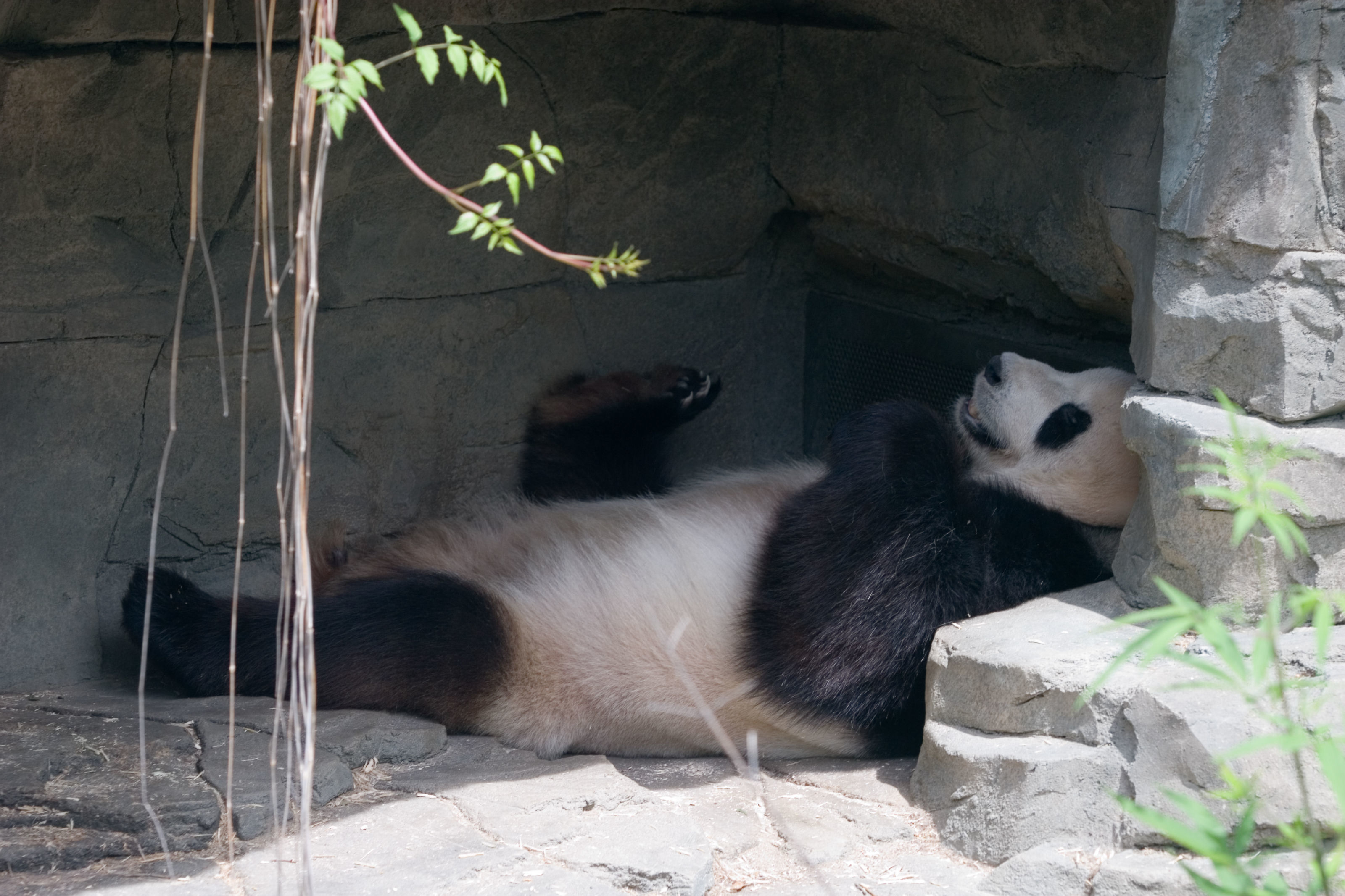 Image of Giant Panda