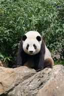 Image of Giant Panda