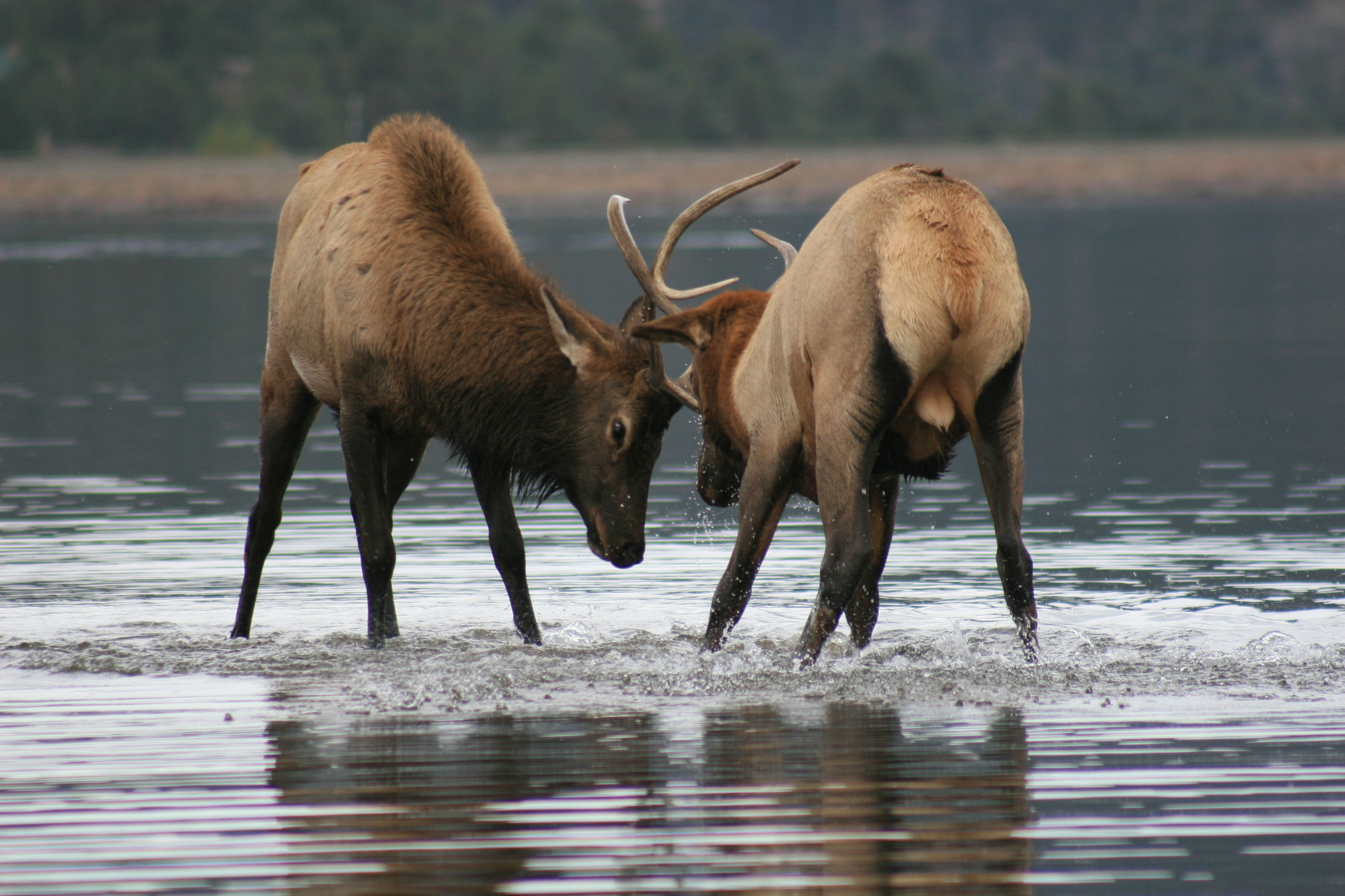 Image of Red Deer