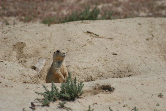 Image of White-tailed Prairie Dog