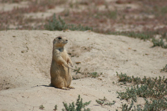 Image of White-tailed Prairie Dog