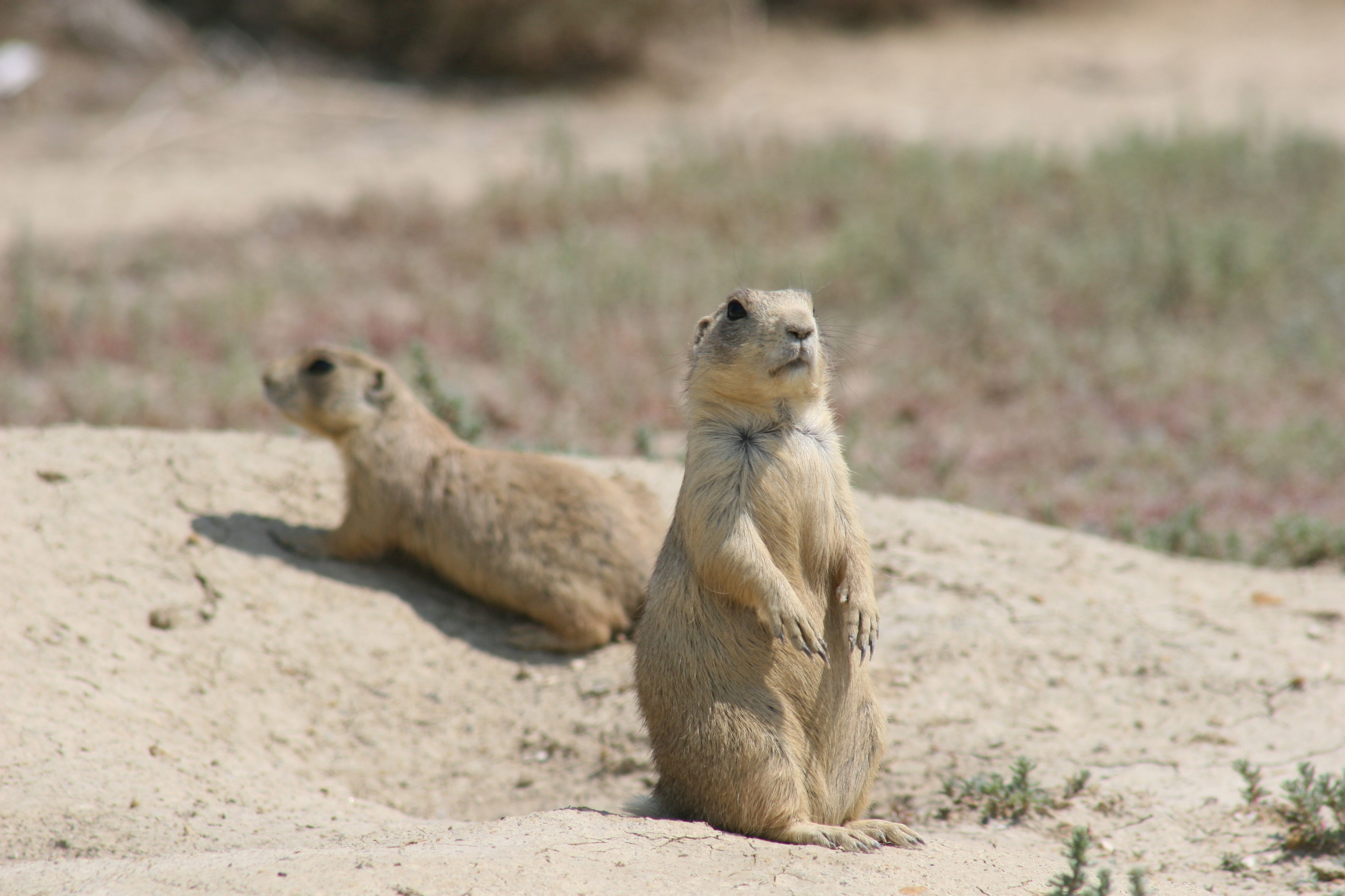 Image of White-tailed Prairie Dog