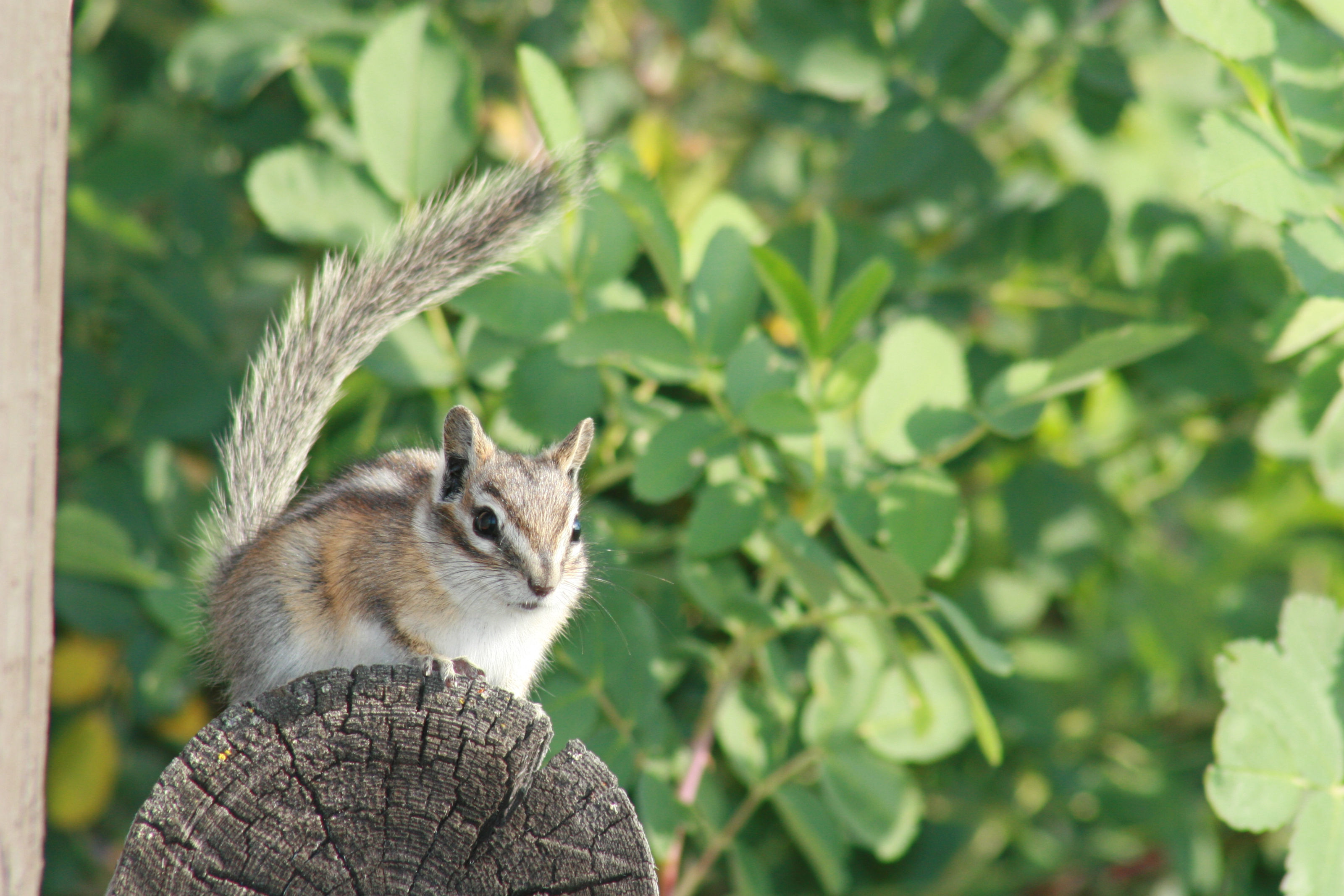 Image of Least Chipmunk