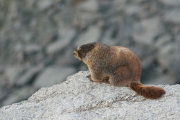 Image of Yellow-bellied Marmot