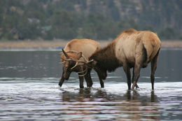 Image of Red Deer