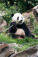 Image of Giant Panda