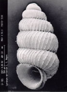 Image of Adelopoma Doering 1884