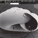 Image of <i>Miradiscops panamensis</i>