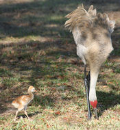 Image of sandhill crane