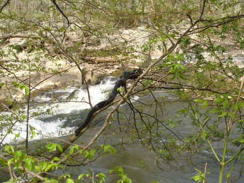 Image of Western Ratsnake