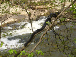 Image of Western Ratsnake