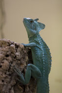 Image of Green Basilisk