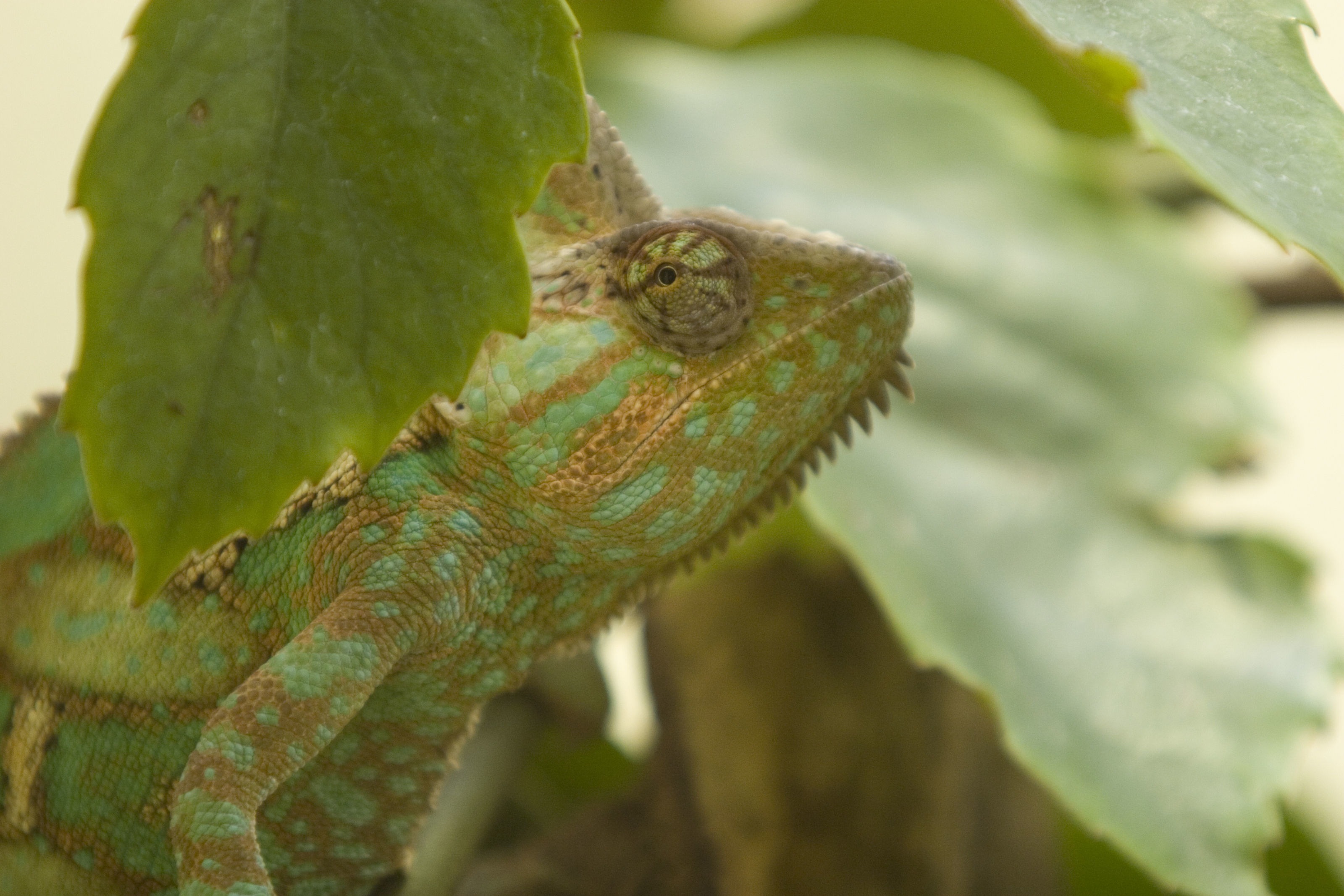 Chamaeleo calyptratus Duméril & Duméril 1851 resmi