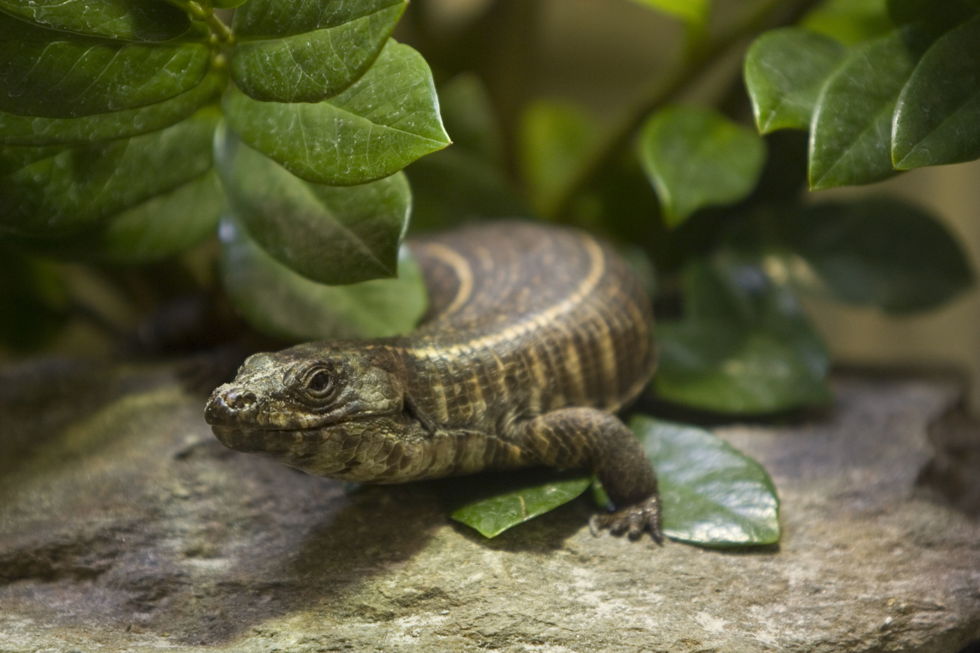 Image de Tiliqua Gray 1825