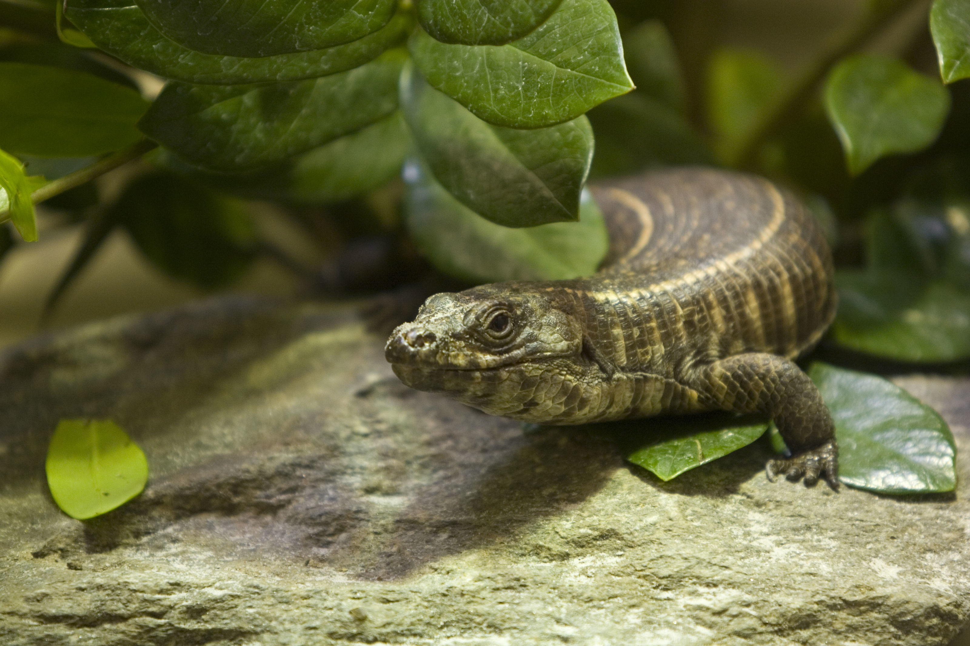 Image de Tiliqua Gray 1825