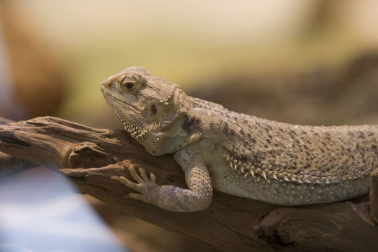 Image of Central bearded dragon