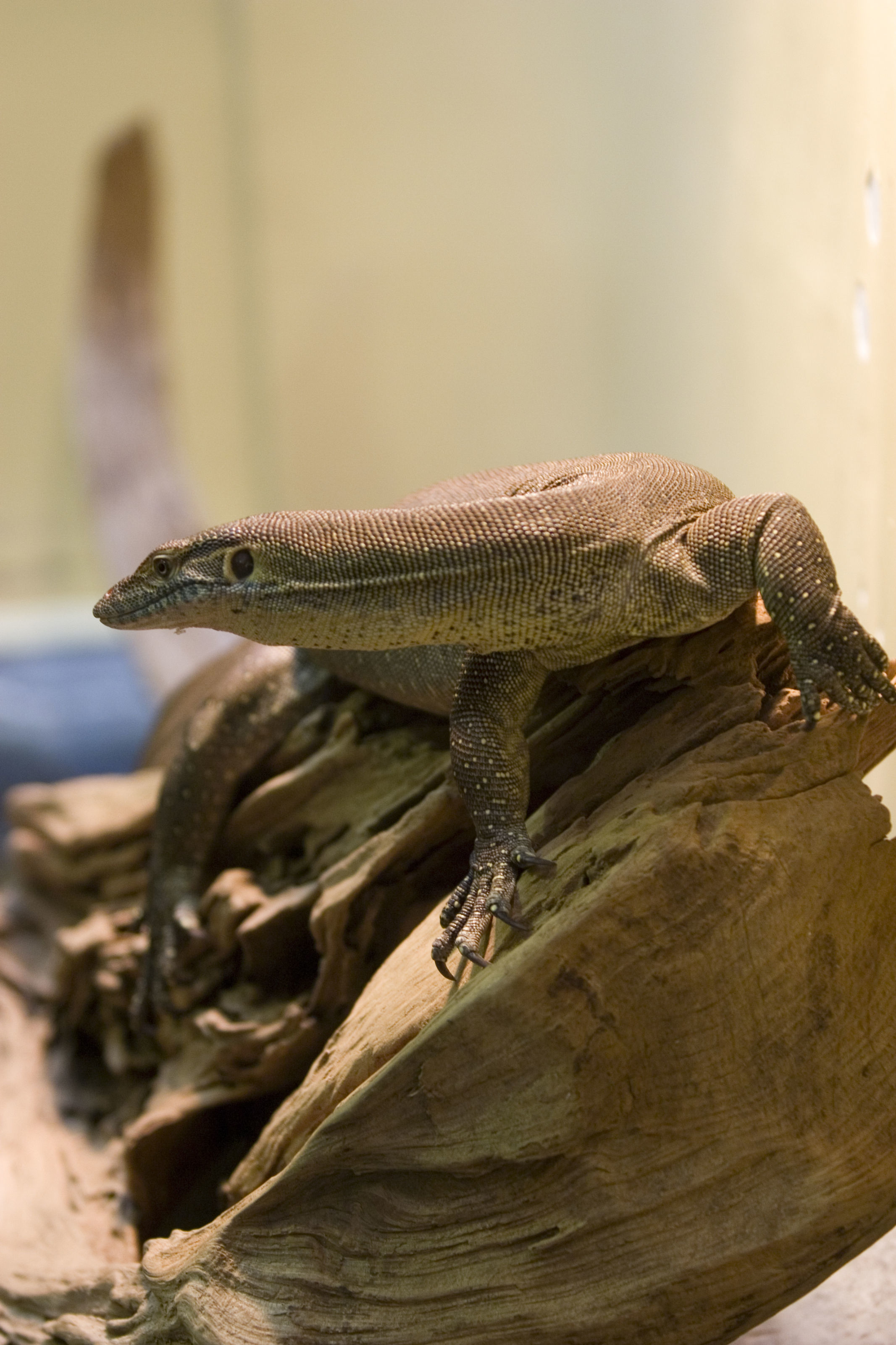 Image of Mertens's Water Monitor