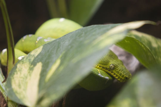 Image of Emerald Tree Boa