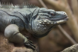 Image of Grand Cayman Blue Iguana