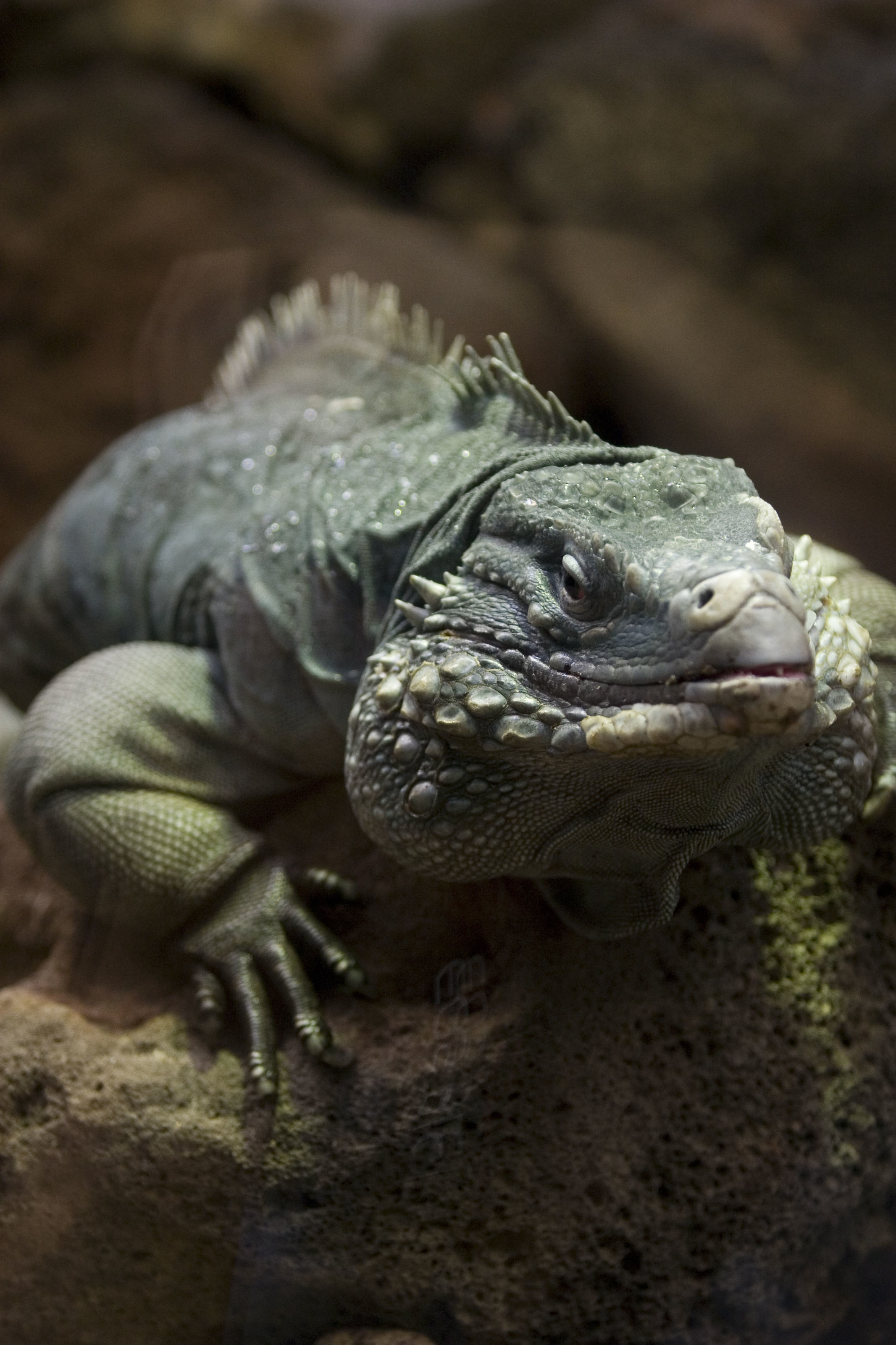 صورة <i>Cyclura nubila lewisi</i> Grant 1941