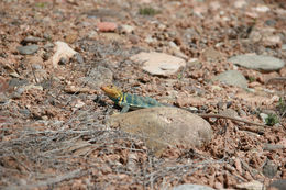 Image of Eastern Collared Lizard