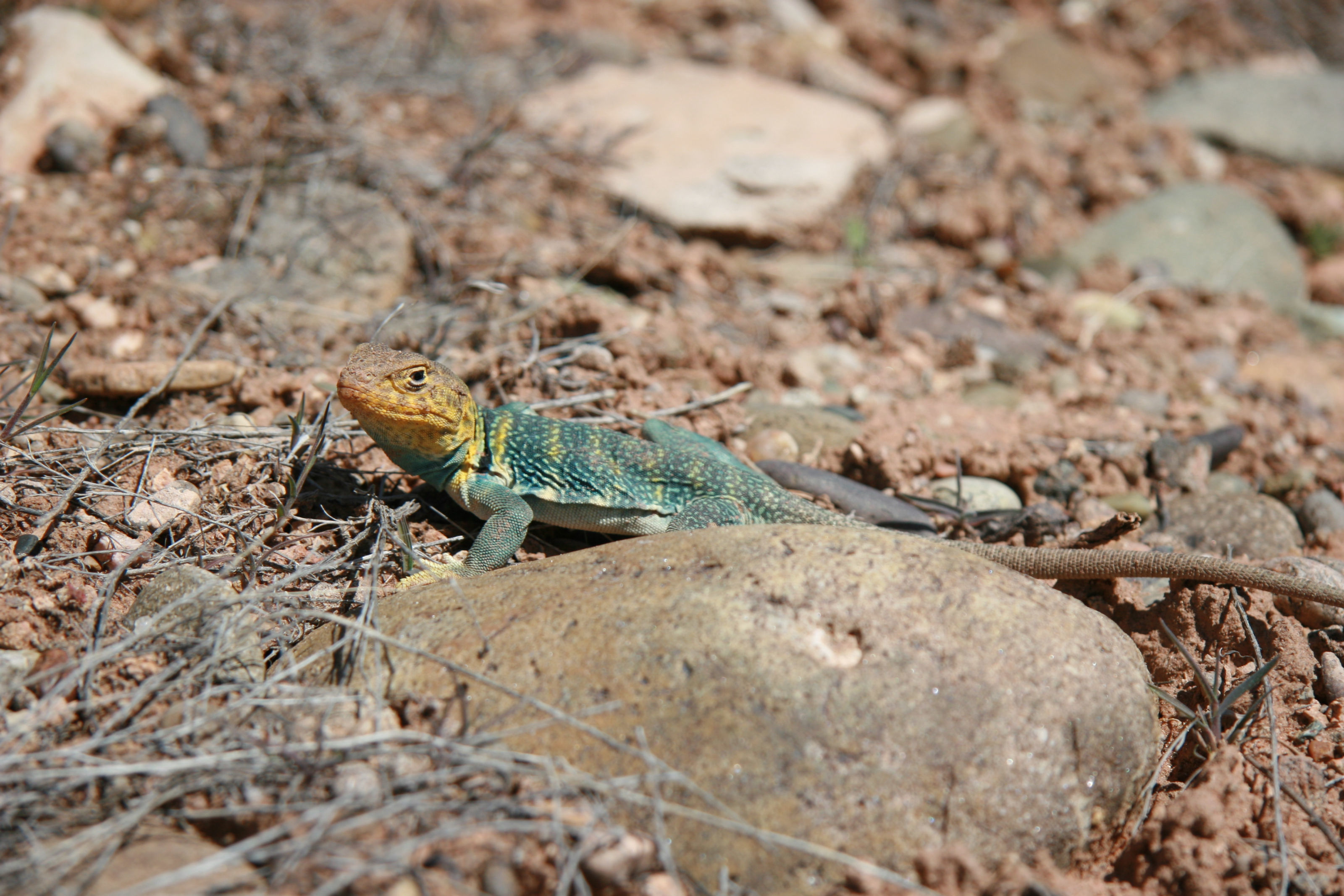 Image of Eastern Collared Lizard