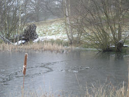 Image of ducks, geese, and swans