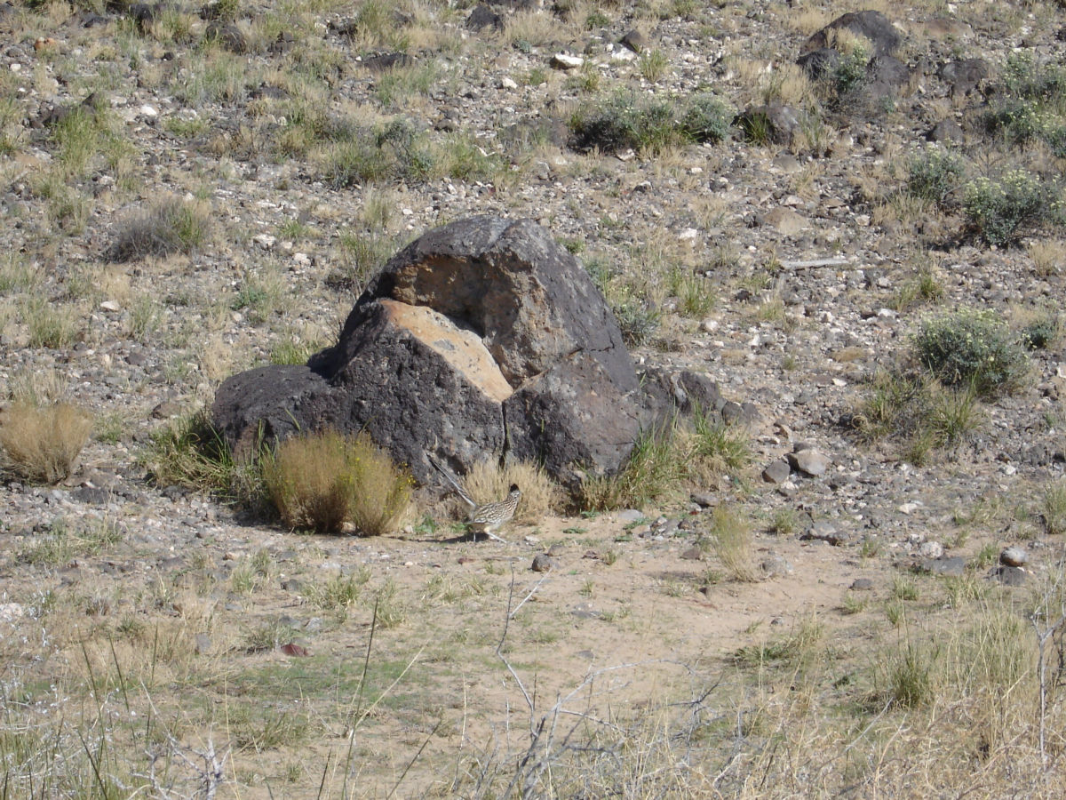 Image of Greater Roadrunner