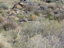 Image of Greater Roadrunner