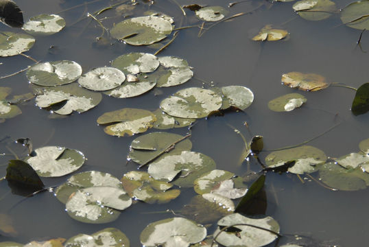 Image of yellow waterlily