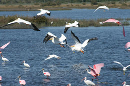 Image of Roseate Spoonbill