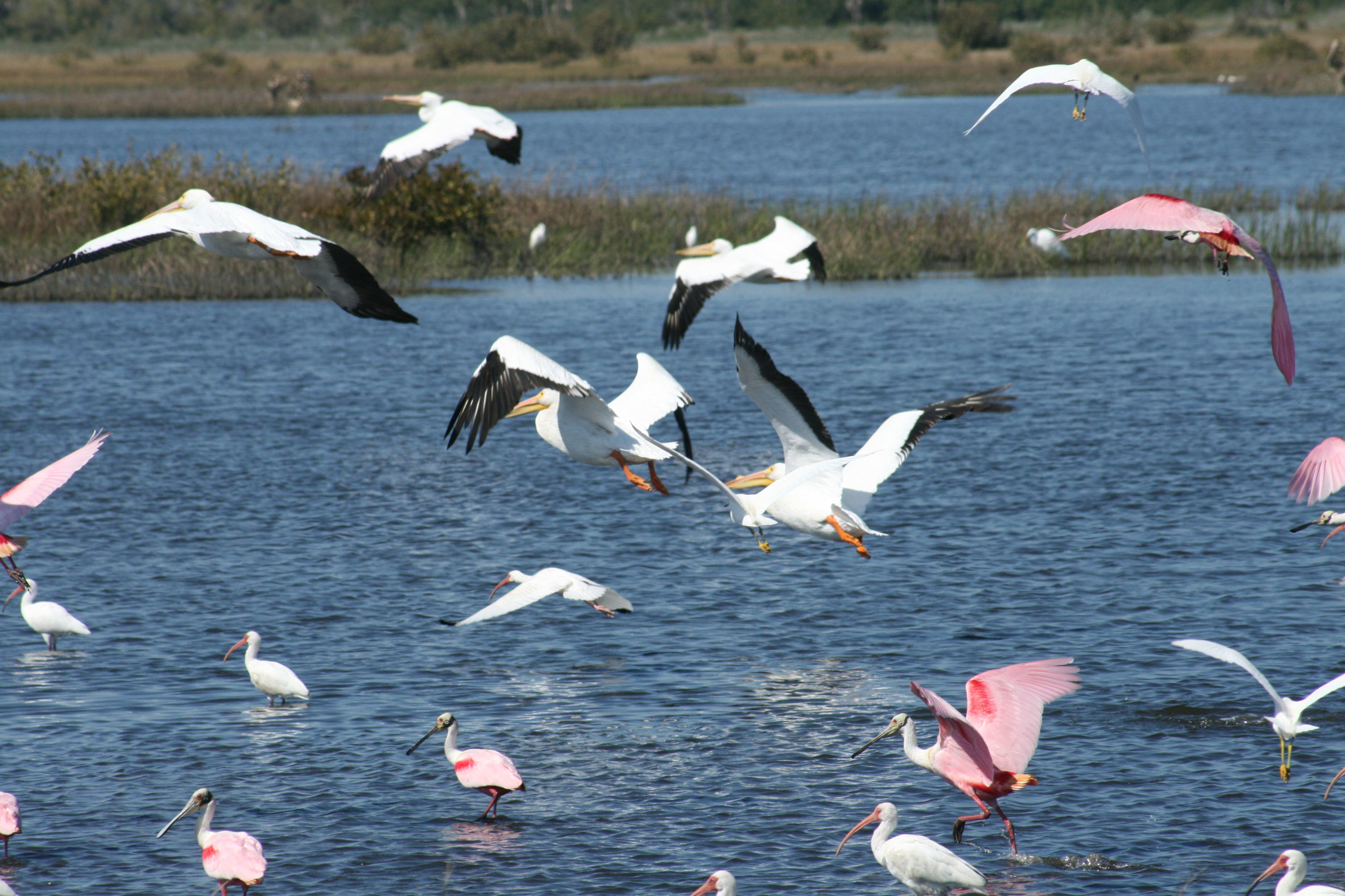 Image of Roseate Spoonbill