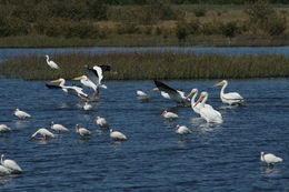 Image of American White Pelican