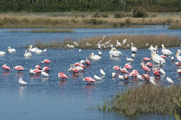 Image of Roseate Spoonbill