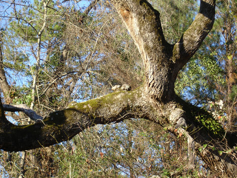 Sivun Quercus stellata Wangenh. kuva