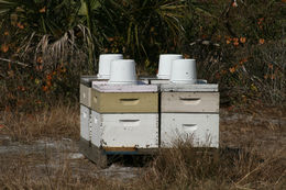 Image of bees & apoid Wasps