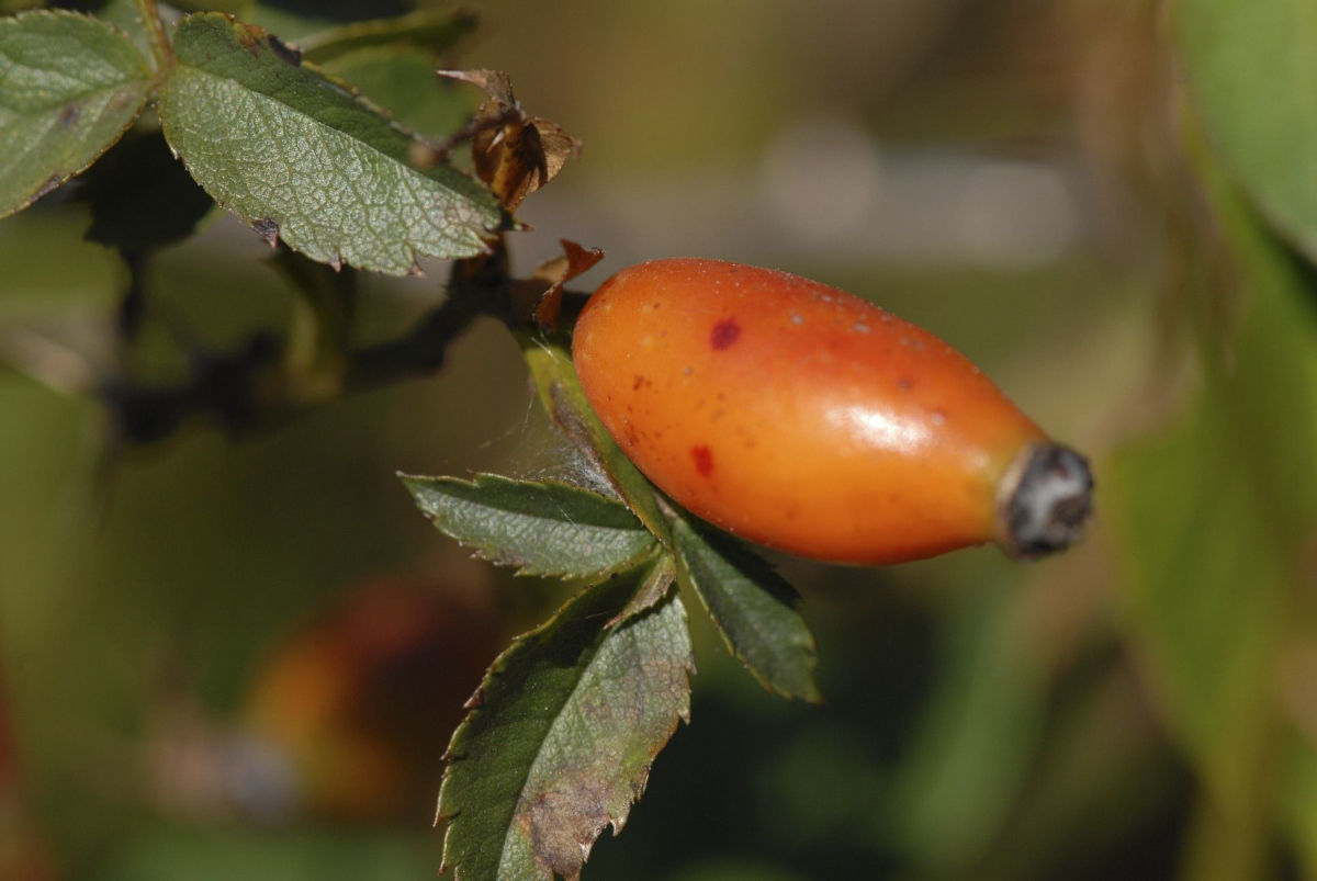 Image de Rosa multiflora Thunb.