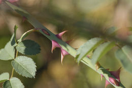 Image de Rosa multiflora Thunb.