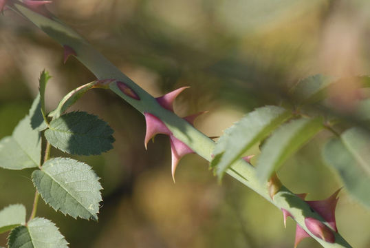 Image of Baby Rose